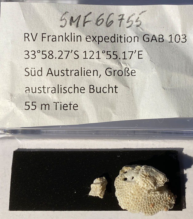 Senckenberg, Bryozoa, Bryozoen, Moostierchen, Sammlung Voigt