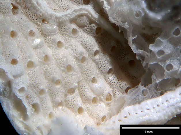 Senckenberg, Bryozoa, Bryozoen, Moostierchen, Sammlung Voigt