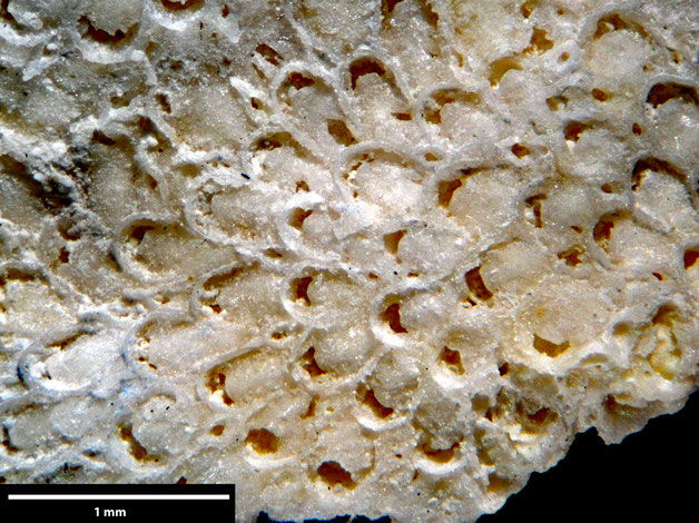 Senckenberg, Bryozoa, Bryozoen, Moostierchen, Sammlung Voigt