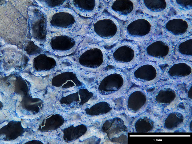 Senckenberg, Bryozoa, Bryozoen, Moostierchen, Sammlung Voigt