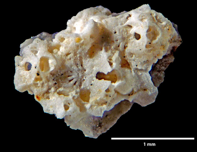Senckenberg, Bryozoa, Bryozoen, Moostierchen, Sammlung Voigt