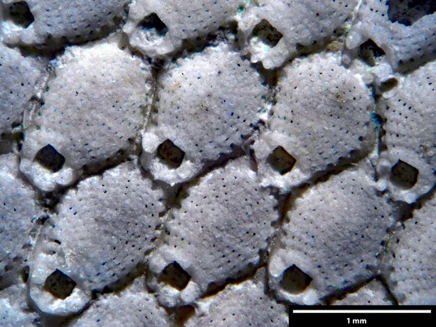 Senckenberg, Bryozoa, Bryozoen, Moostierchen, Sammlung Voigt