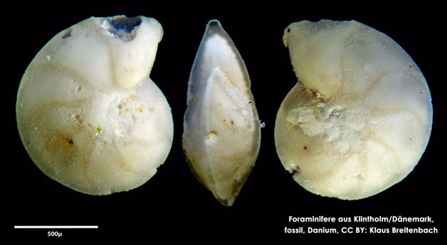 Foraminifere, Foraminifera, Bryozoa, Senckenberg, fossil, Klintholm, Dänemark, Danium
