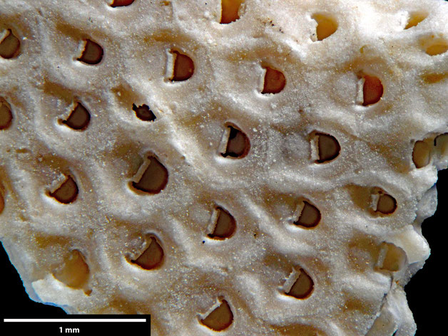 Senckenberg, Bryozoa, Bryozoen, Moostierchen, Sammlung Voigt