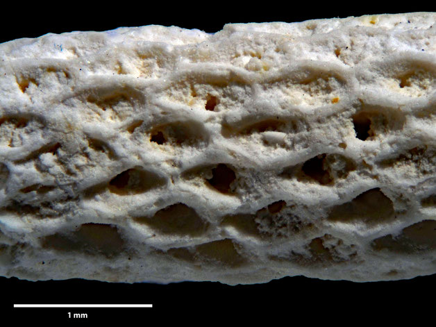 Senckenberg, Bryozoa, Bryozoen, Moostierchen, Sammlung Voigt