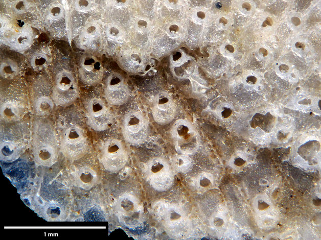 Senckenberg, Bryozoa, Bryozoen, Moostierchen, Sammlung Voigt