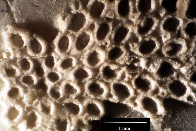 Senckenberg, Bryozoa, Bryozoen, Moostierchen, Sammlung Voigt