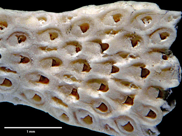 Senckenberg, Bryozoa, Bryozoen, Moostierchen, Sammlung Voigt