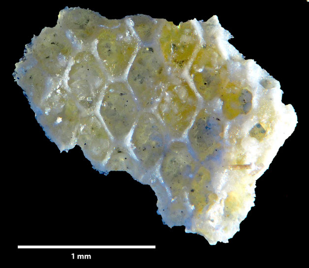 Senckenberg, Bryozoa, Bryozoen, Moostierchen, Sammlung Voigt