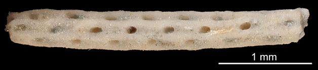 Senckenberg, Bryozoa, Bryozoen, Moostierchen, Sammlung Voigt