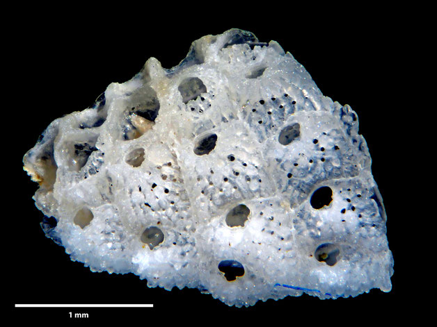 Senckenberg, Bryozoa, Bryozoen, Moostierchen, Sammlung Voigt