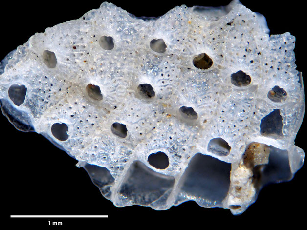 Senckenberg, Bryozoa, Bryozoen, Moostierchen, Sammlung Voigt