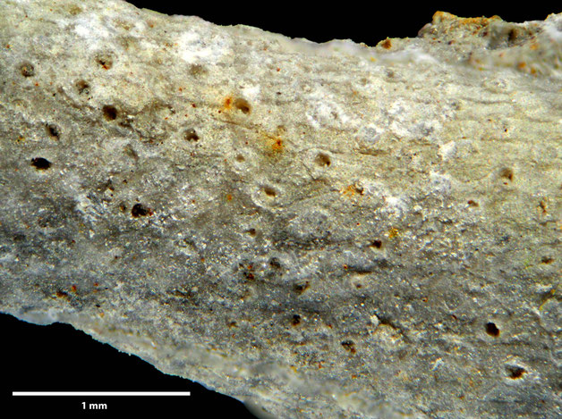 Senckenberg, Bryozoa, Bryozoen, Moostierchen, Sammlung Voigt