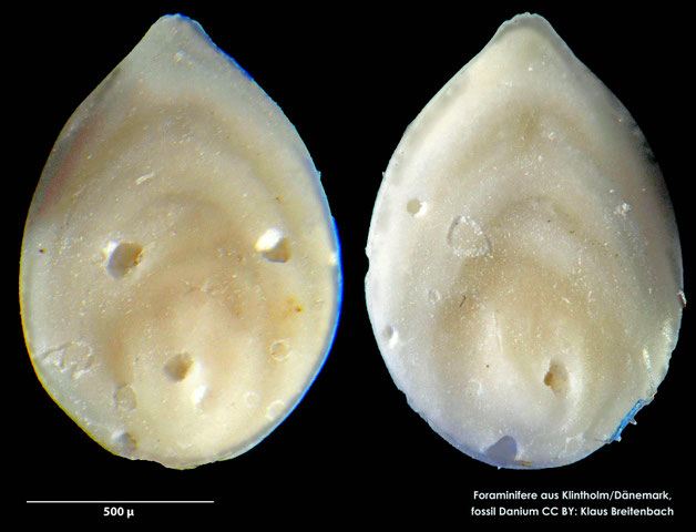 Foraminifere, Foraminifera, Bryozoa, Senckenberg, fossil, Klintholm, Dänemark, Danium