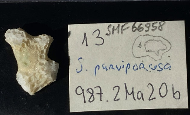 Senckenberg, Bryozoa, Bryozoen, Moostierchen, Sammlung Voigt