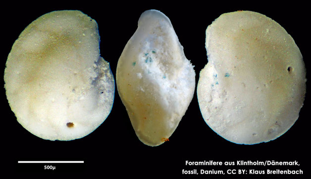 Foraminifere, Foraminifera, Bryozoa, Senckenberg, fossil, Klintholm, Dänemark, Danium