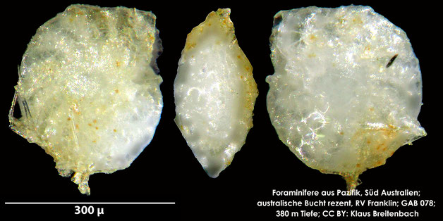 Senckenberg, Bryozoa, Bryozoen, Moostierchen, Sammlung Voigt