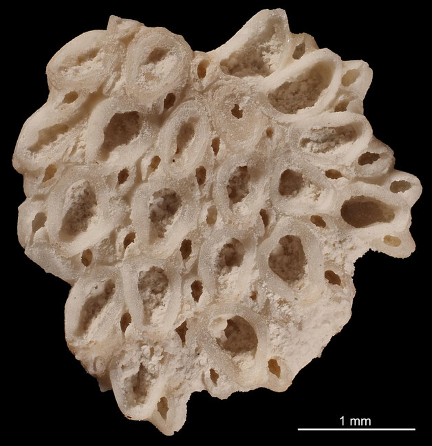 Senckenberg, Bryozoa, Bryozoen, Moostierchen, Sammlung Voigt