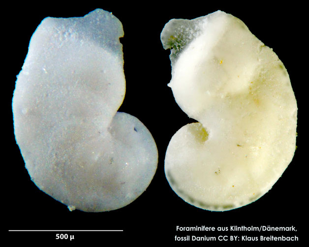 Foraminifere, Foraminifera, Bryozoa, Senckenberg, fossil, Klintholm, Dänemark, Danium