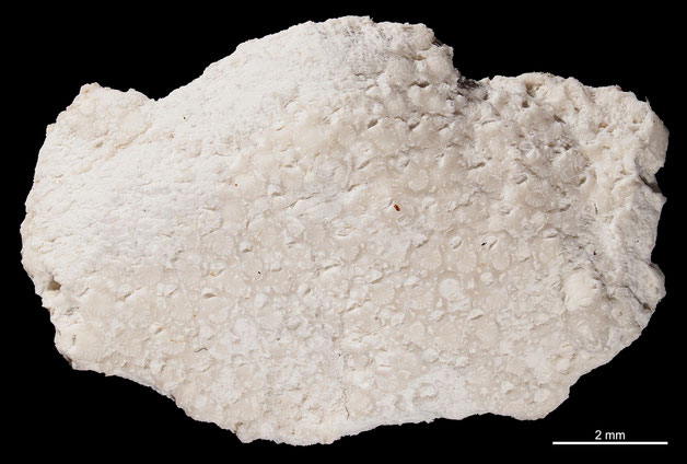 Senckenberg, Bryozoa, Bryozoen, Moostierchen, Sammlung Voigt