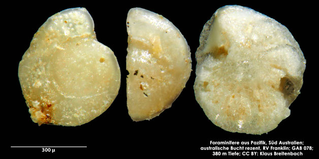 Foraminifere, Foraminifera, Bryozoa, Senckenberg, Australien