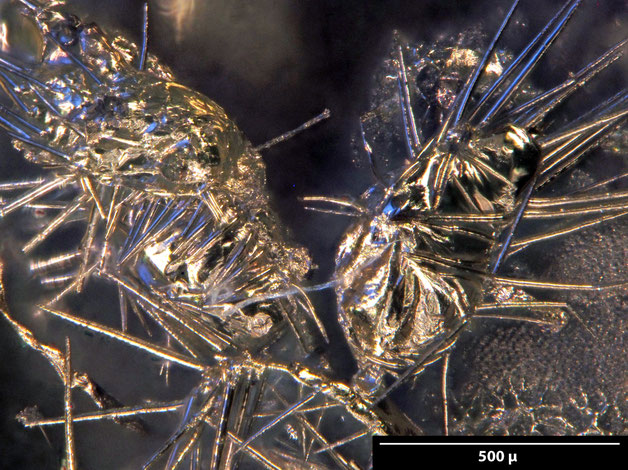 Senckenberg, Bryozoa, Bryozoen, Moostierchen, Sammlung Voigt