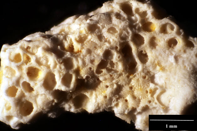 Senckenberg, Bryozoa, Bryozoen, Moostierchen, Sammlung Voigt