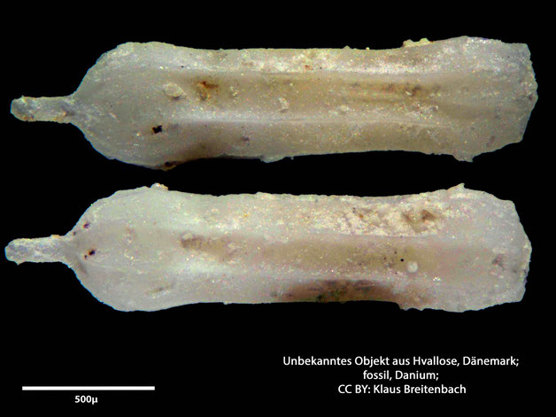 Foraminifere, Foraminifera, Bryozoa, Senckenberg, fossil, Hvallose, Dänemark, Danium
