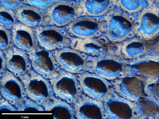 Senckenberg, Bryozoa, Bryozoen, Moostierchen, Sammlung Voigt
