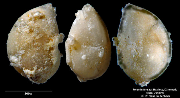 Foraminifere, Foraminifera, Bryozoa, Senckenberg, fossil, Hvallose, Dänemark, Danium