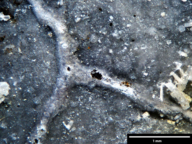 Senckenberg, Bryozoa, Bryozoen, Moostierchen, Sammlung Voigt