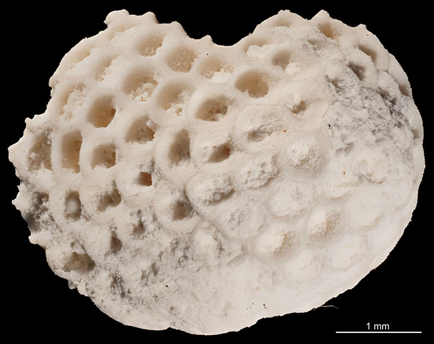 Senckenberg, Bryozoa, Bryozoen, Moostierchen, Sammlung Voigt