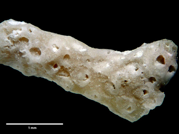 Senckenberg, Bryozoa, Bryozoen, Moostierchen, Sammlung Voigt