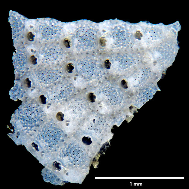 Senckenberg, Bryozoa, Bryozoen, Moostierchen, Sammlung Voigt