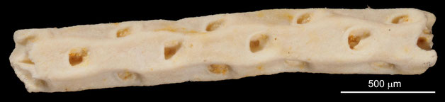 Senckenberg, Bryozoa, Bryozoen, Moostierchen, Sammlung Voigt