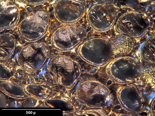 Senckenberg, Bryozoa, Bryozoen, Moostierchen, Sammlung Voigt