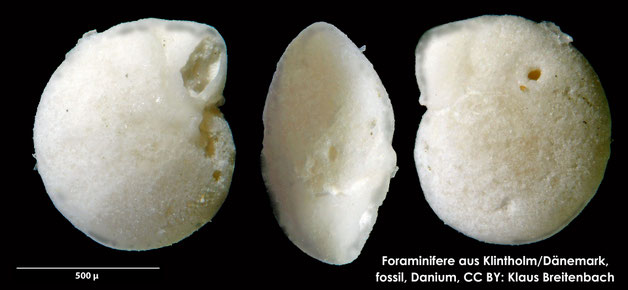 Foraminifere, Foraminifera, Bryozoa, Senckenberg, fossil, Klintholm, Dänemark, Danium