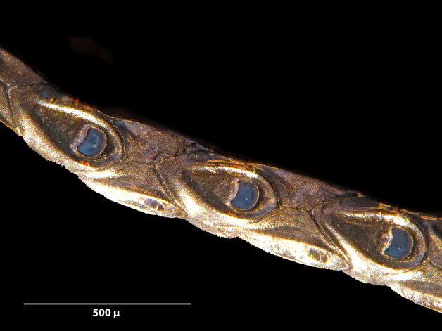 Senckenberg, Bryozoa, Bryozoen, Moostierchen, Sammlung Voigt