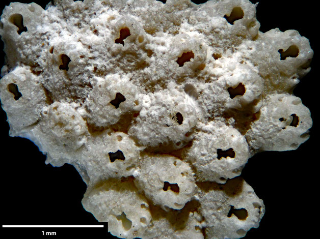 Senckenberg, Bryozoa, Bryozoen, Moostierchen, Sammlung Voigt