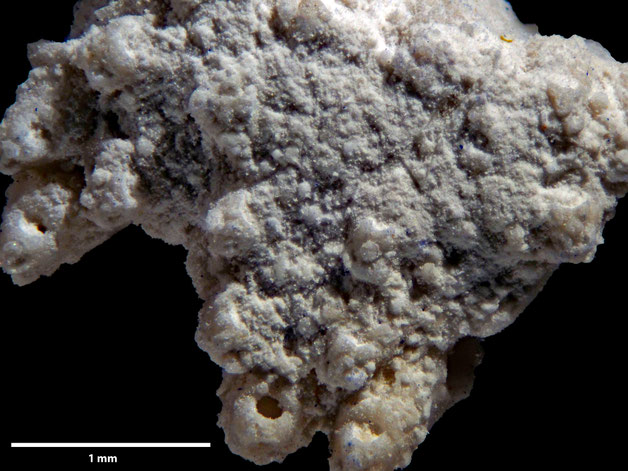 Senckenberg, Bryozoa, Bryozoen, Moostierchen, Sammlung Voigt