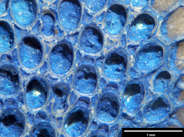 Senckenberg, Bryozoa, Bryozoen, Moostierchen, Sammlung Voigt