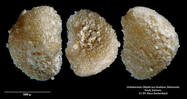 Foraminifere, Foraminifera, Bryozoa, Senckenberg, fossil, Hvallose, Dänemark, Danium