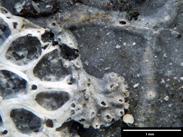 Senckenberg, Bryozoa, Bryozoen, Moostierchen, Sammlung Voigt