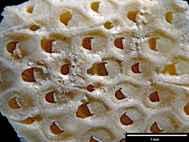 Senckenberg, Bryozoa, Bryozoen, Moostierchen, Sammlung Voigt