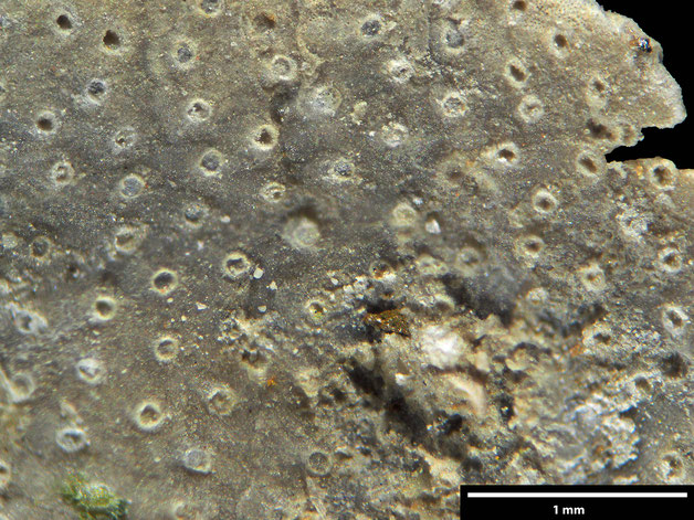 Senckenberg, Bryozoa, Bryozoen, Moostierchen, Sammlung Voigt