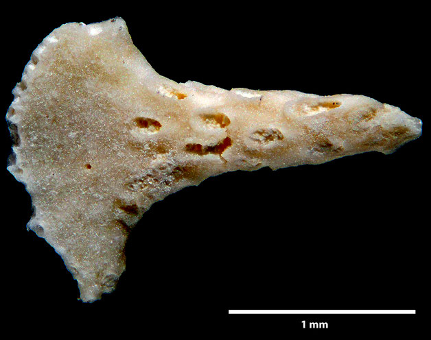 Senckenberg, Bryozoa, Bryozoen, Moostierchen, Sammlung Voigt