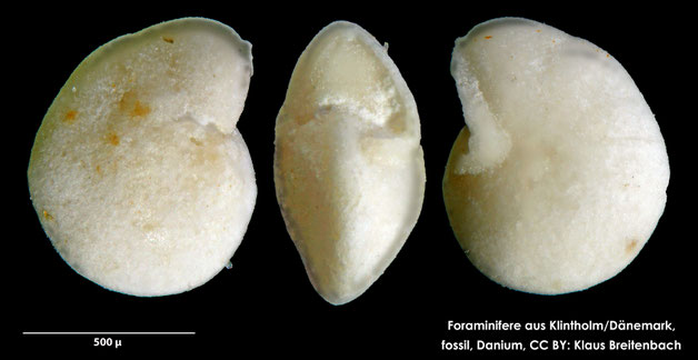 Foraminifere, Foraminifera, Bryozoa, Senckenberg, fossil, Klintholm, Dänemark, Danium