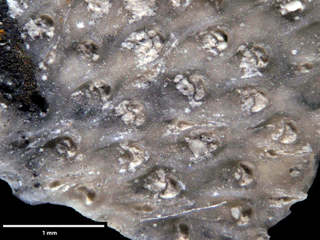 Senckenberg, Bryozoa, Bryozoen, Moostierchen, Sammlung Voigt