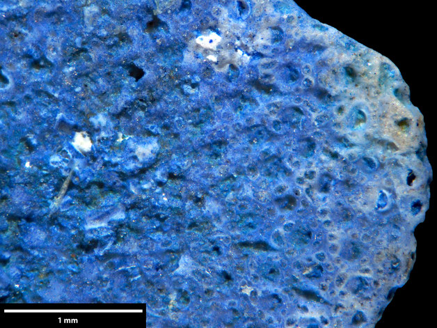 Senckenberg, Bryozoa, Bryozoen, Moostierchen, Sammlung Voigt
