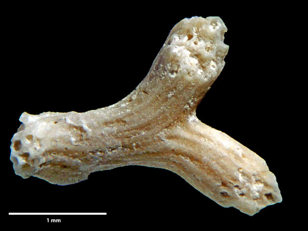 Senckenberg, Bryozoa, Bryozoen, Moostierchen, Sammlung Voigt